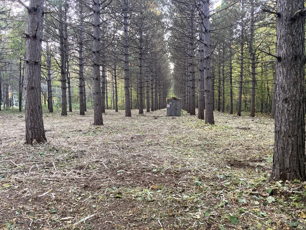 Broyage forestier - plantation 6